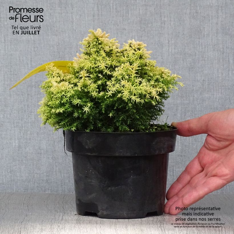 Esemplare di Cryptomeria japonica Twinkle Toes - Cedro del Giappone Vaso da 2L/3L consegnato in estate