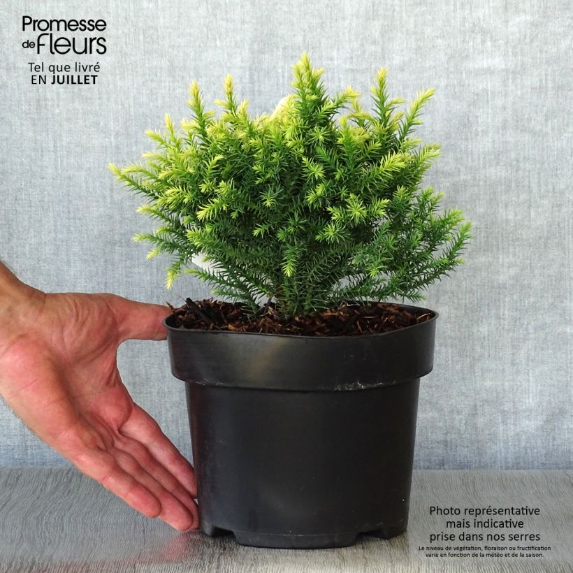 Esemplare di Cryptomeria japonica Vilmorin Gold - Cedro del Giappone Vaso da 2L/3L consegnato in estate