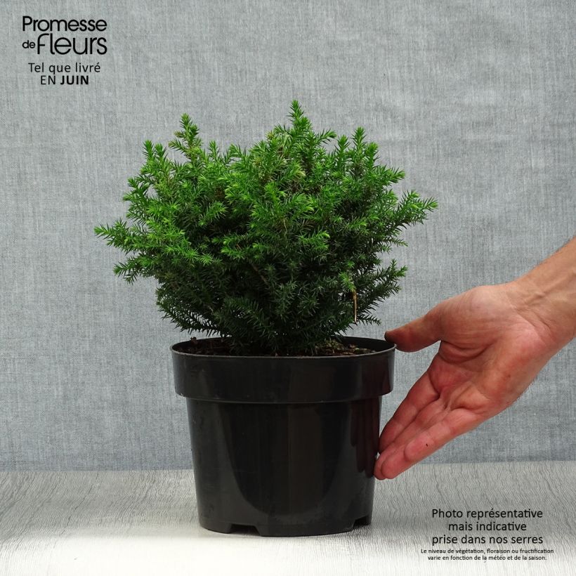 Esemplare di Cryptomeria japonica Vilmoriniana - Cedro del Giappone Vaso da 2L/3L consegnato in estate