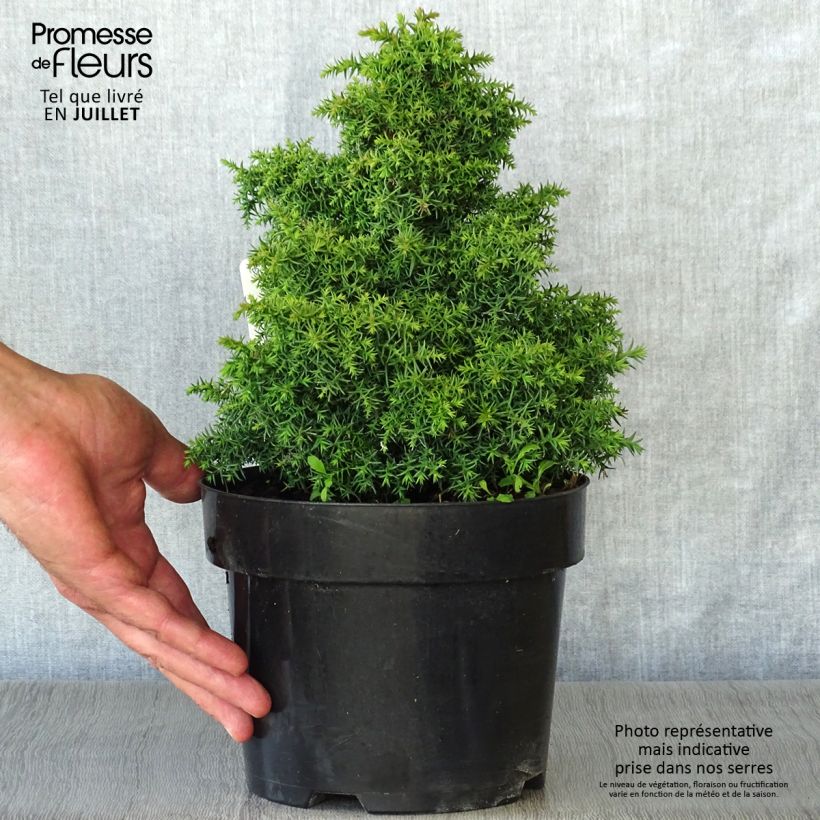 Esemplare di Cryptomeria japonica Yokohama - Cedro del Giappone Vaso da 2L/3L consegnato in estate