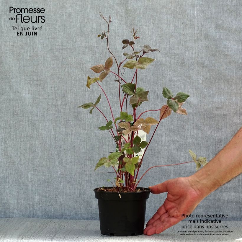Esemplare di Cryptotaenia japonica f. atropurpurea - Prezzemolo giapponese Vaso da 1,5L/2L consegnato in estate