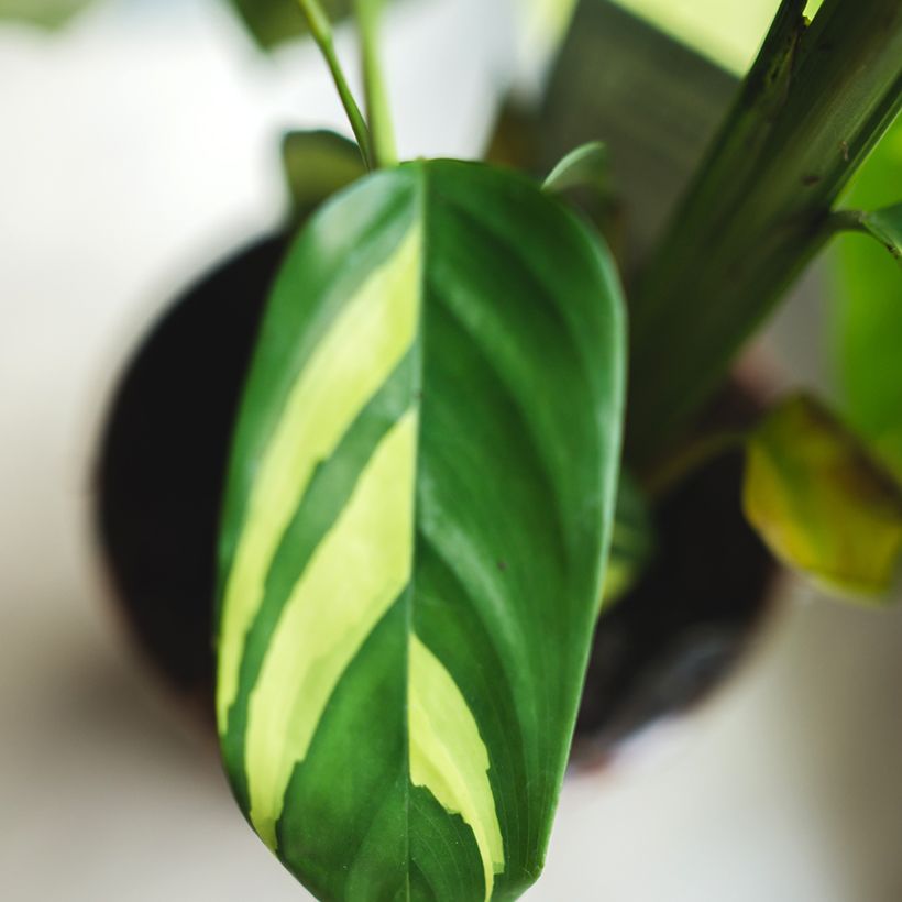 Ctenanthe Golden Mosaic (Fogliame)