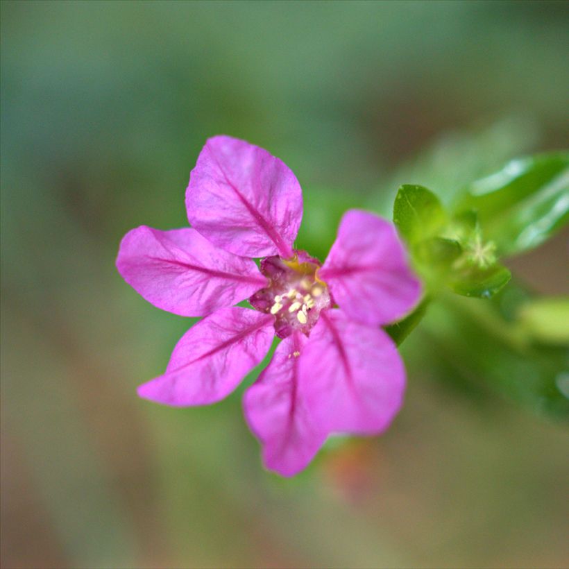 Cuphea hyssopifolia Purple (Fioritura)