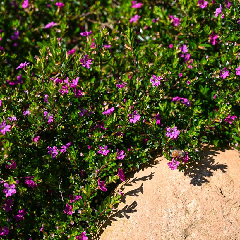Cuphea hyssopifolia Purple (Porto)