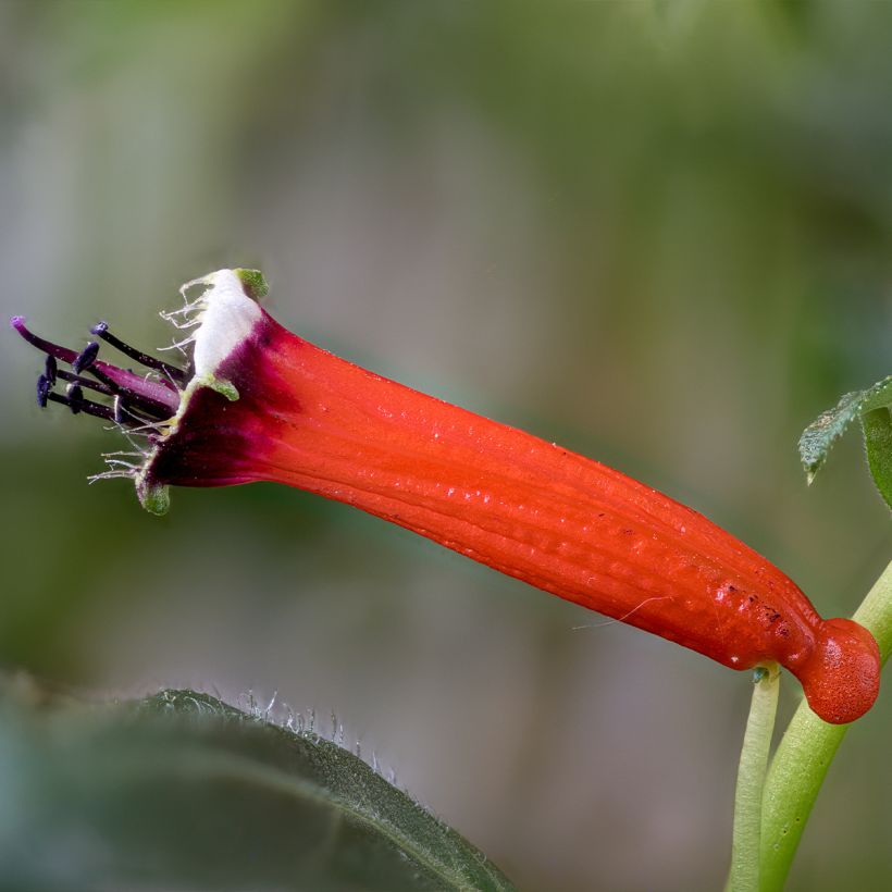 Cuphea ignea Scarlet - Fiore di sigaro (Fioritura)