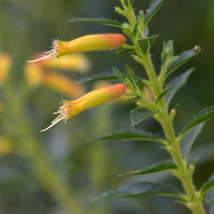 Cuphea micropetala (Fioritura)