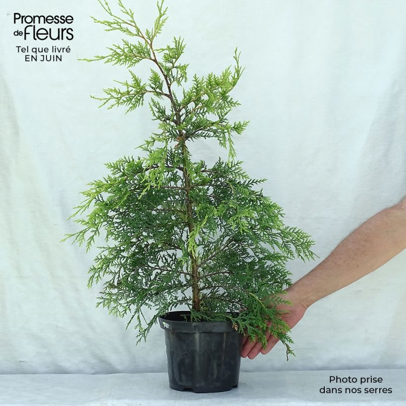 Esemplare di Cupressocyparis leylandii Castlewellan Gold - Cipresso di Leyland Vaso da 3L/4L consegnato in estate