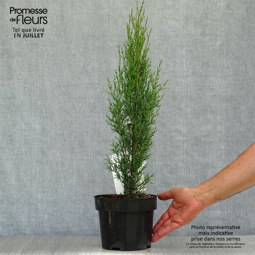 Esemplare di Cupressus sempervirens var. stricta Totem - Cipresso comune Vaso da 2L/3L consegnato in estate