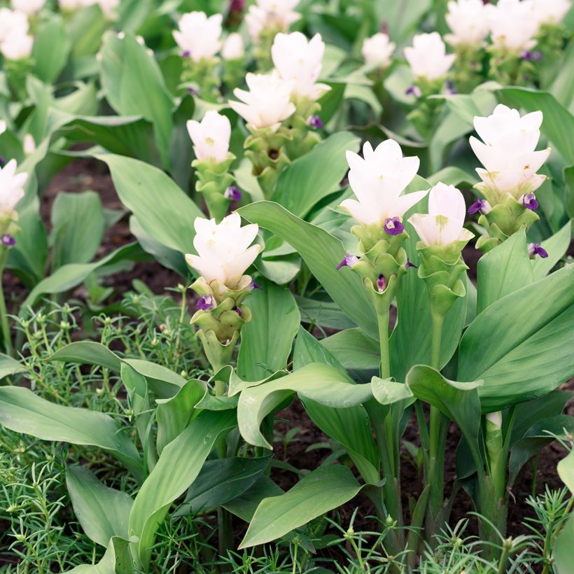 Curcuma alismatifolia White (Porto)