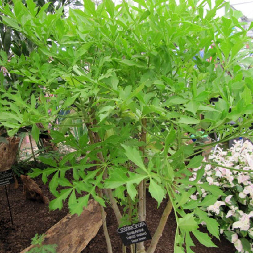 Cussonia spicata (Porto)