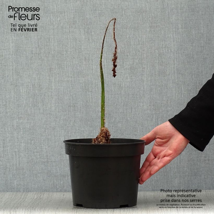 Cyathea australis - Felce arborea Vaso da 2L/3L esemplare consegnato in inverno