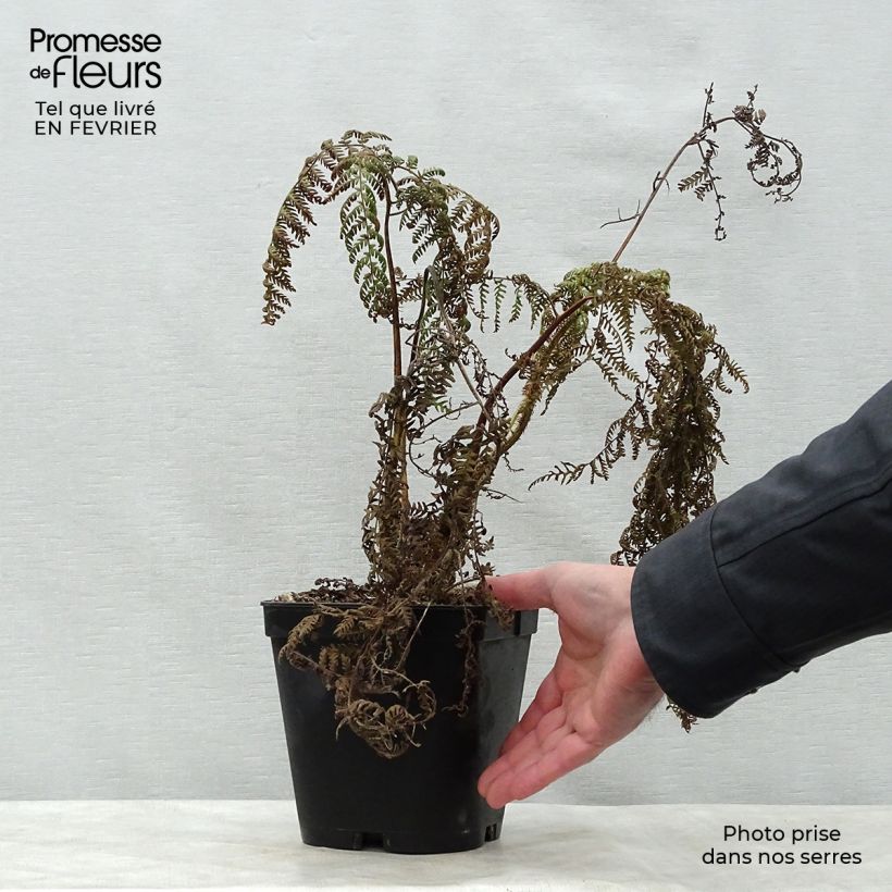 Cyathea medullaris - Felce nera Vaso da 2L/3L esemplare consegnato in inverno
