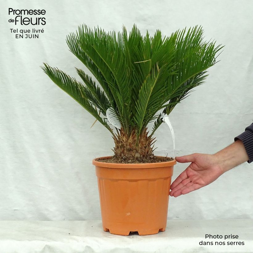 Esemplare di Cycas revoluta - Cycas del Giappone Vaso da 4L/5L consegnato in estate