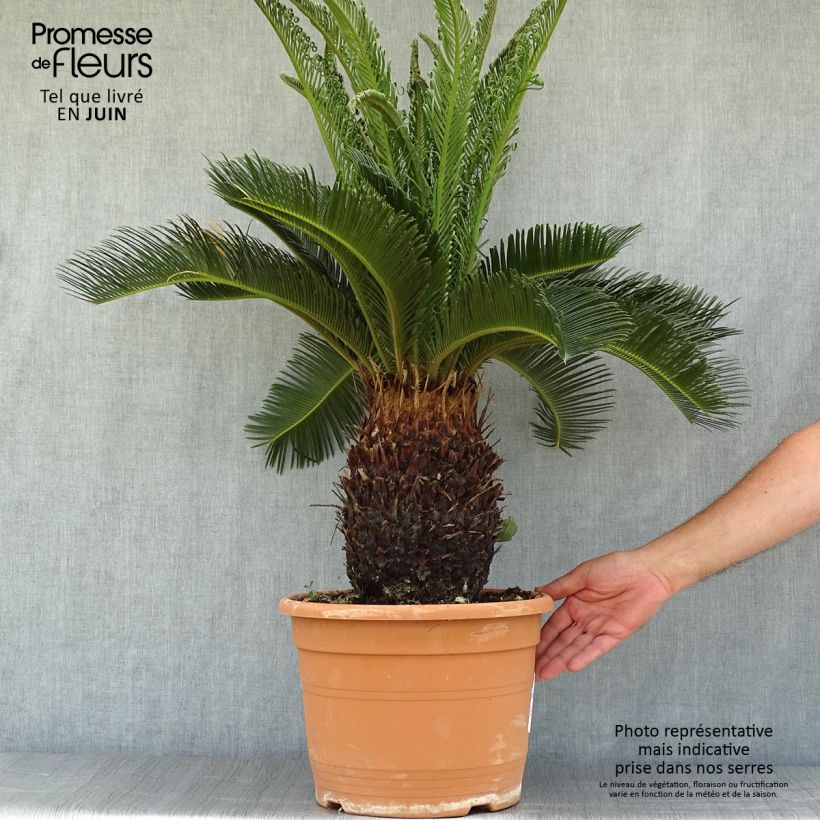 Esemplare di Cycas revoluta - Cycas del Giappone Vaso da 7,5L/10L consegnato in estate