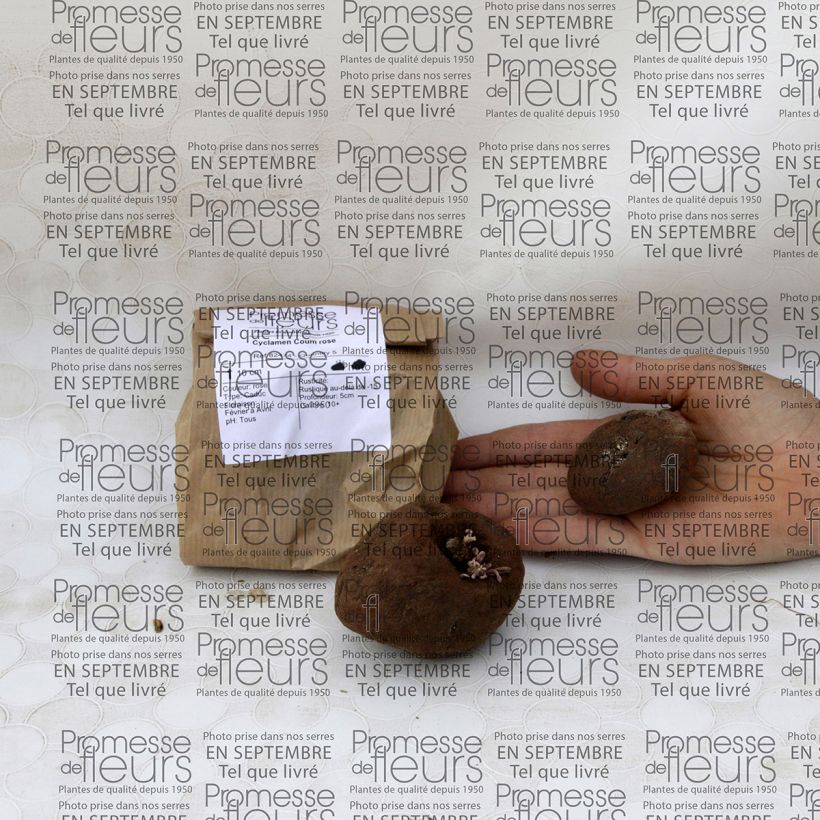 Esempio di esemplare Ciclamino coum Bulbo taglia 15+ come consegnato