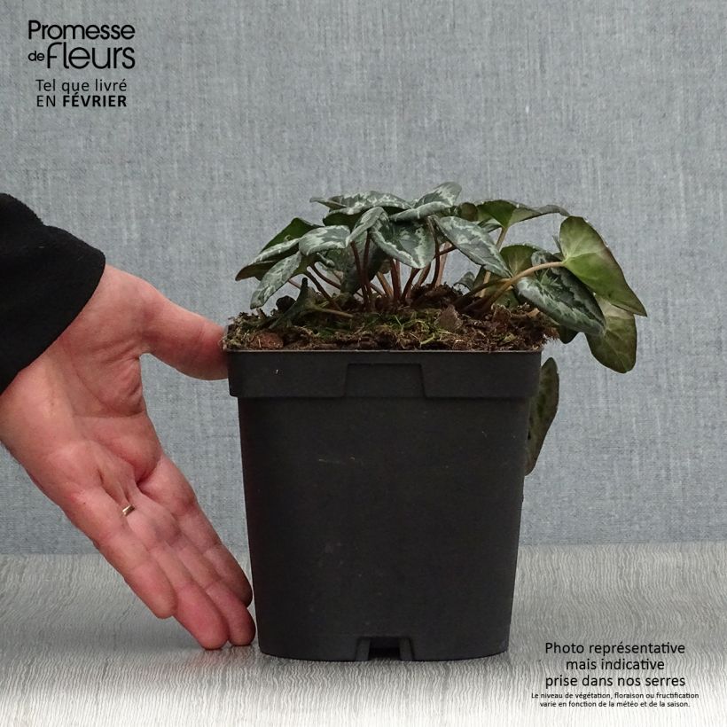 Cyclamen hederifolium Album Vaso da 2L/3L esemplare consegnato in inverno