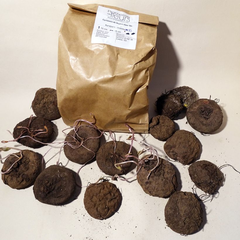 Esempio di esemplare Cyclamen hederifolium Bulbo taglia 15+ come consegnato