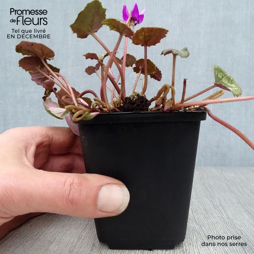 Cyclamen pseudibericum - Ciclamino Vasetto da 8/9 cm taglia 9 esemplare consegnato in inverno