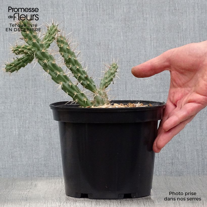 Cylindropuntia imbricata Vaso da 4L/5L esemplare consegnato in inverno