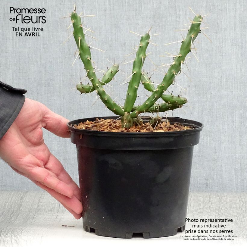Cylindropuntia imbricata Vaso da 4L/5L esemplare consegnato in primavera