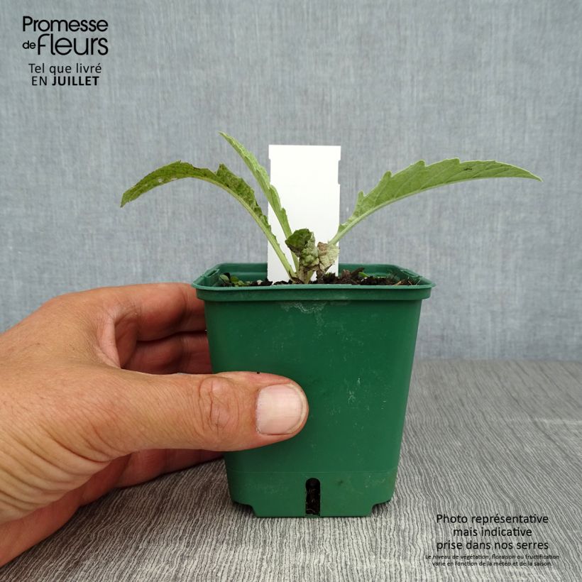 Esemplare di Cynara cardunculus var. altilis - Cardo Vasetto da 8/9 cm consegnato in estate