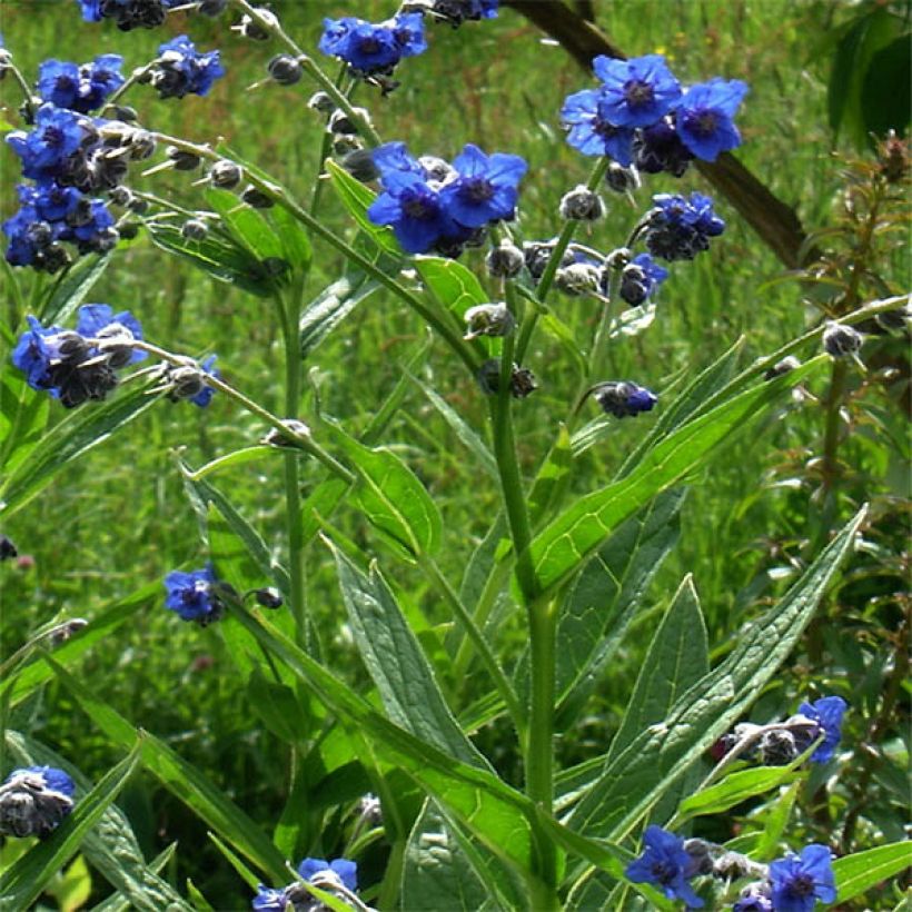 Cynoglossum nervosum - Cinoglosso (Porto)
