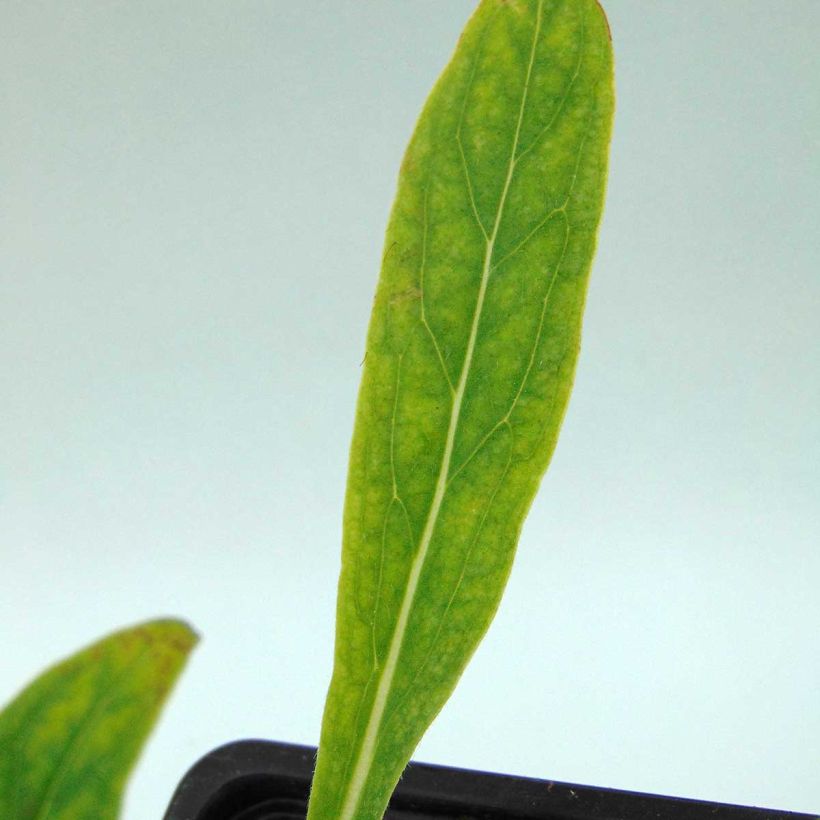 Cynoglossum nervosum - Cinoglosso (Fogliame)
