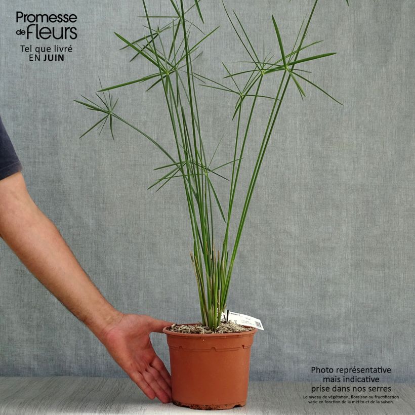 Esemplare di Cyperus alternifolius - Falso papiro Vaso da 2L/3L consegnato in estate