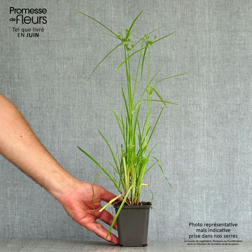Esemplare di Cyperus glaber - Zigolo glabro Vasetto da 8/9 cm consegnato in estate