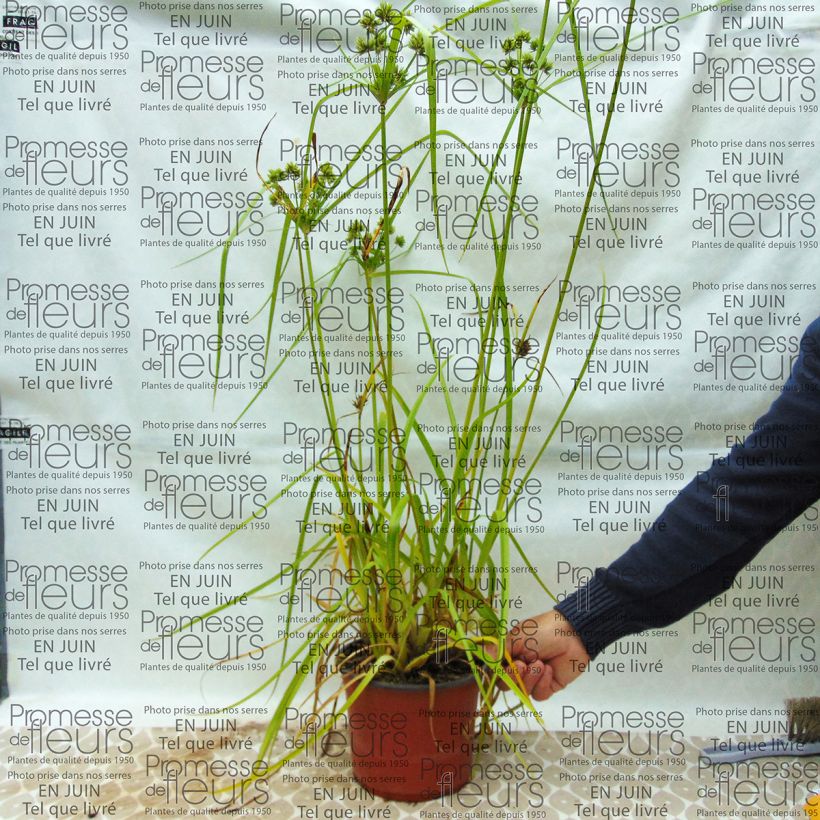 Esempio di esemplare Cyperus glaber - Zigolo glabro Vaso da 4L/5L come consegnato