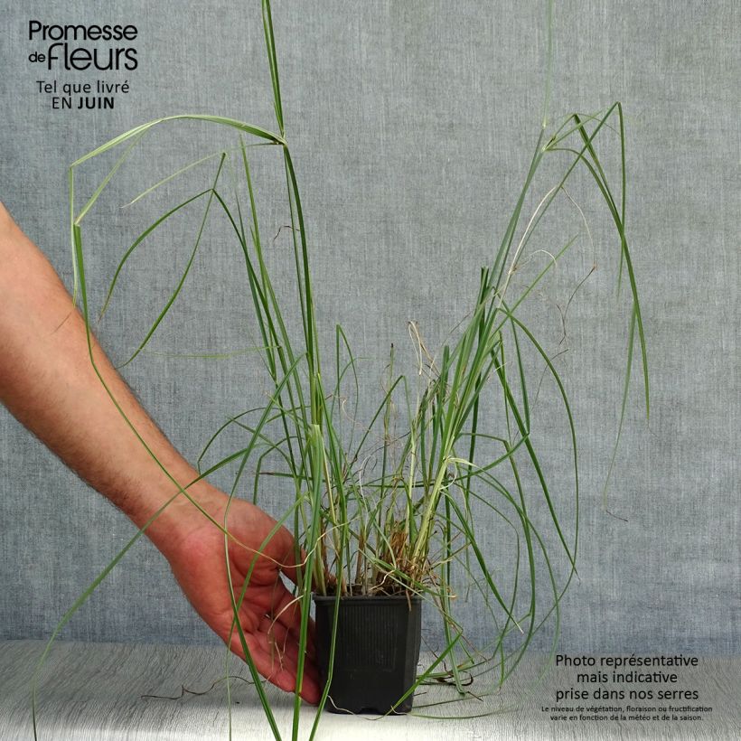 Esemplare di Cyperus longus - Zigolo comune Vasetto da 8/9 cm consegnato in estate