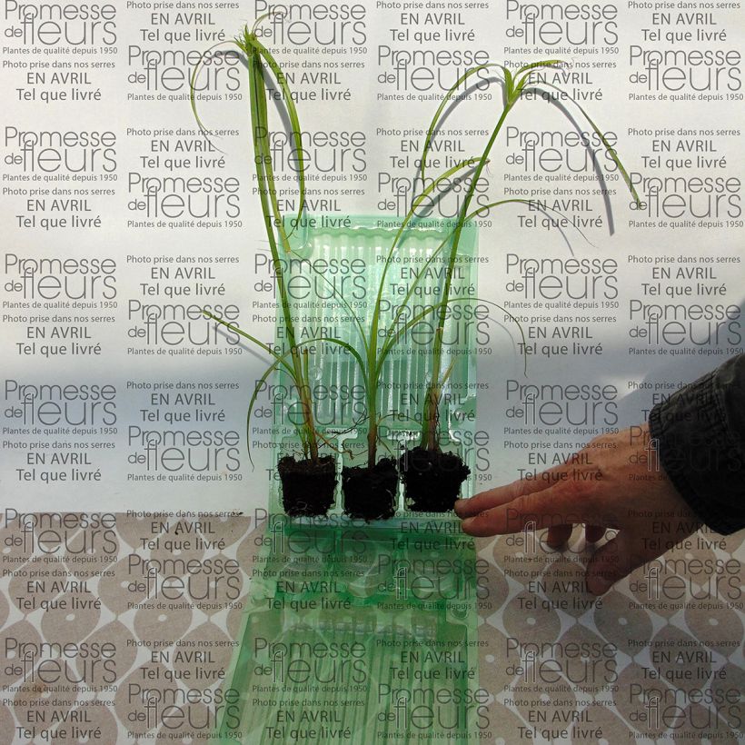 Esempio di esemplare Cyperus papyrus Akhenaton mini zolla... come consegnato