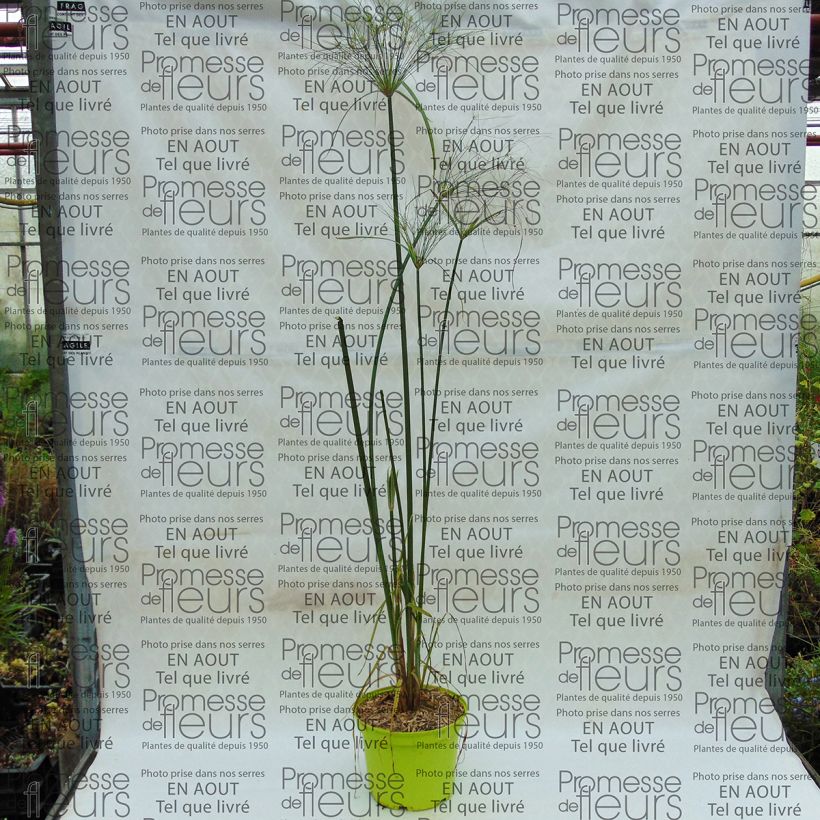 Esempio di esemplare Cyperus papyrus Akhenaton - Papiro Vaso da 2L/3L come consegnato