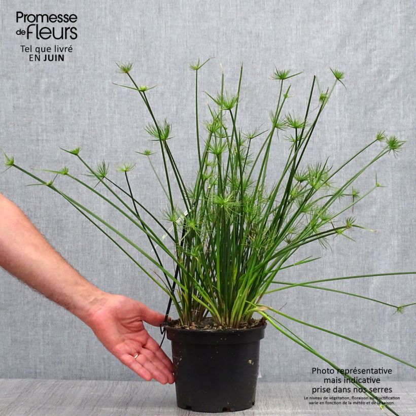 Esemplare di Cyperus prolifer - Papiro Vaso da 3L/4L consegnato in estate