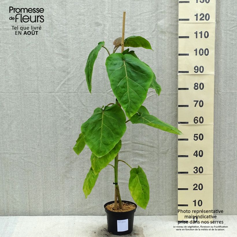 Esemplare di Tamarillo Red Vaso da 3L/4L consegnato in estate