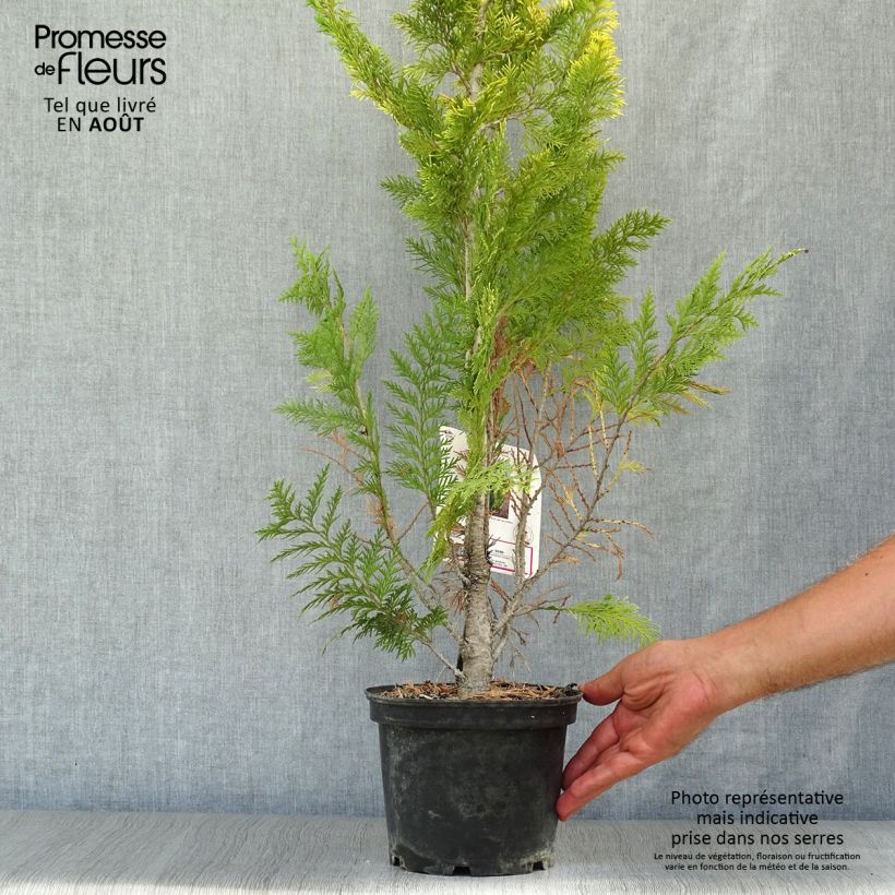 Esemplare di Chamaecyparis lawsoniana Ivonne - Cipresso bianco Vaso da 2L/3L consegnato in estate