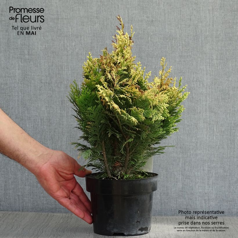 Chamaecyparis lawsoniana Pygmaea Argentea - Cipresso bianco Vaso da 2L/3L esemplare consegnato in primavera