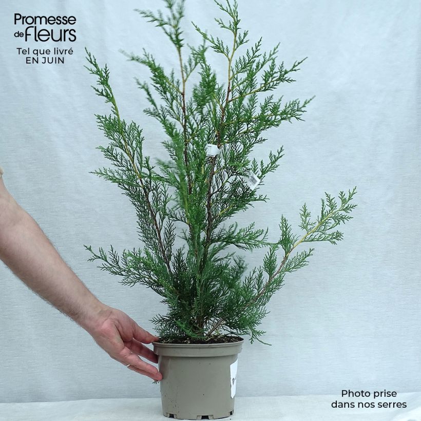 Esemplare di Cupressocyparis leylandii - Cipresso di Leyland Vaso da 2L/3L consegnato in estate