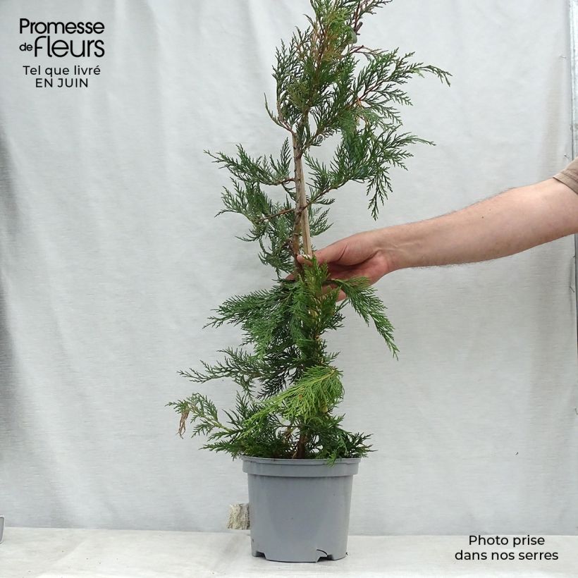 Esemplare di Cupressocyparis leylandii - Cipresso di Leyland Vaso da 4L/5L consegnato in estate