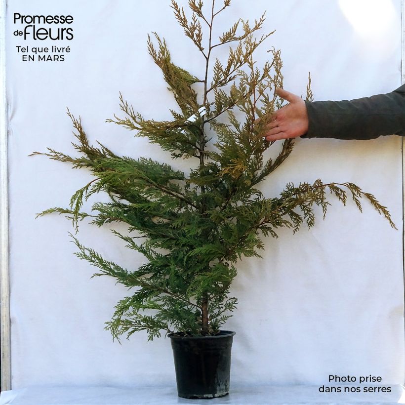 Cupressocyparis leylandii Excalibur Gold - Cipresso di Leyland Vaso da 4L/5L esemplare consegnato in primavera
