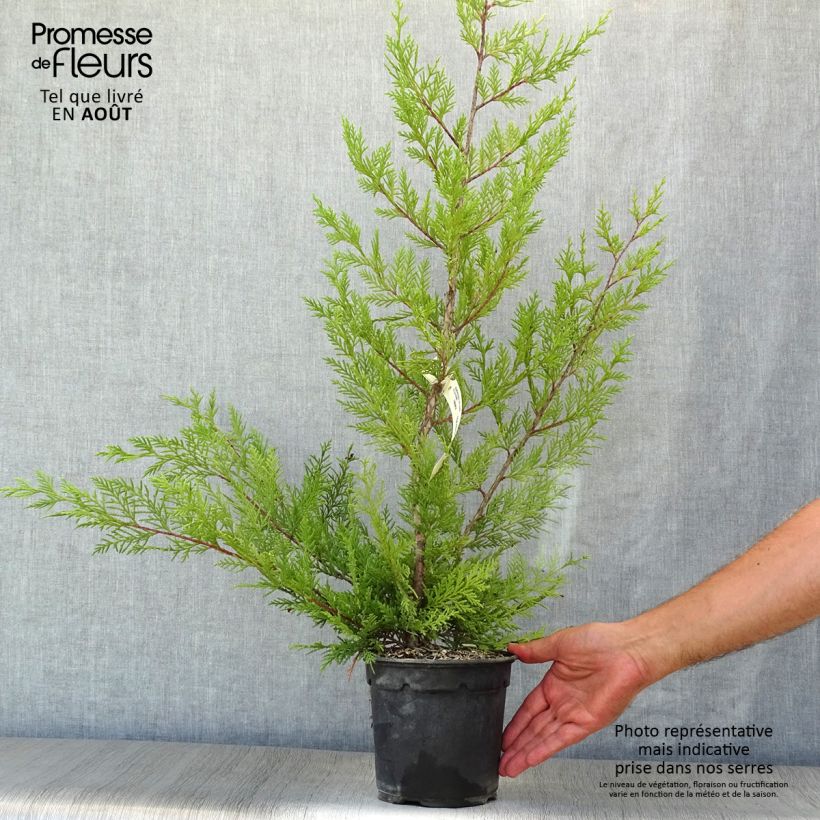 Esemplare di Cupressocyparis leylandii Oger - Cipresso di Leyland Vaso da 2L/3L consegnato in estate