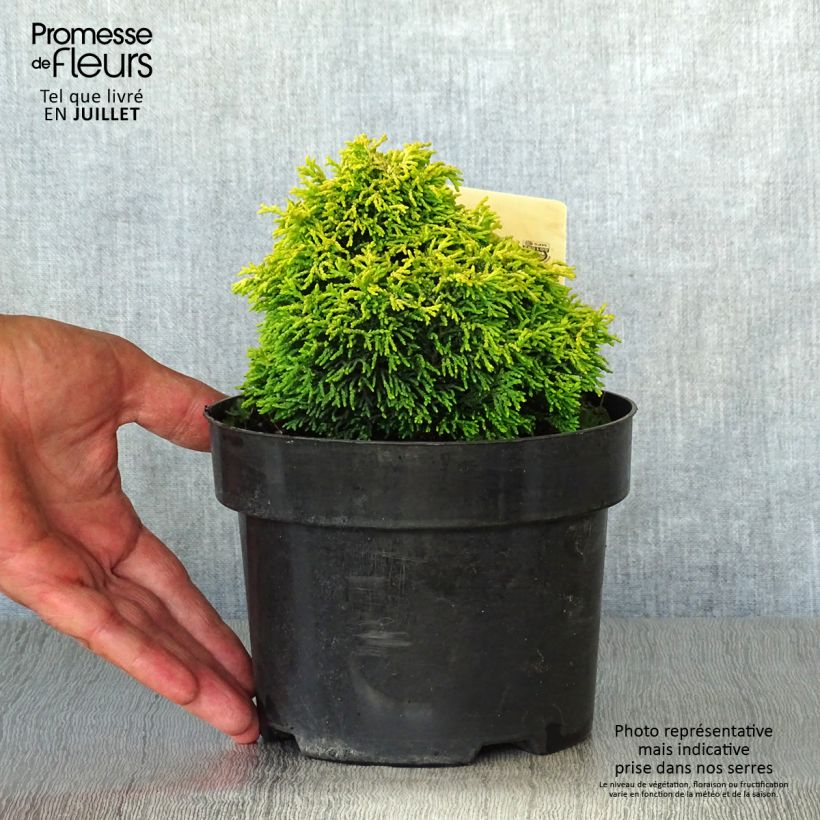 Esemplare di Chamaecyparis obtusa Butterball - Cipresso di Hinoki Vaso da 2L/3L consegnato in estate