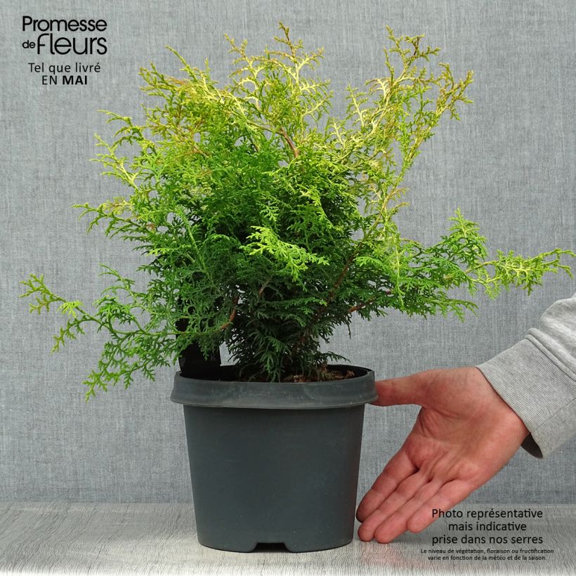 Chamaecyparis obtusa Lucas - Cipresso di Hinoki Vaso da 2L/3LAltezza consegnata circa 20/25cm esemplare consegnato in primavera