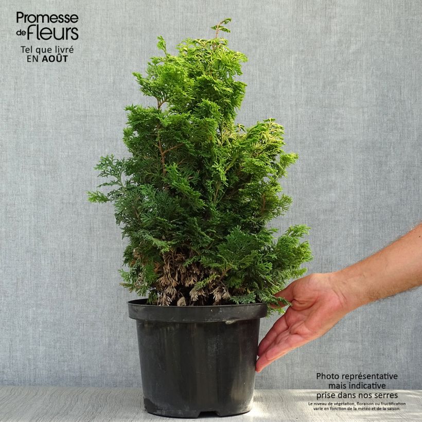 Esemplare di Chamaecyparis obtusa Maureen - Cipresso di Hinoki Vaso da 4L/5L consegnato in estate