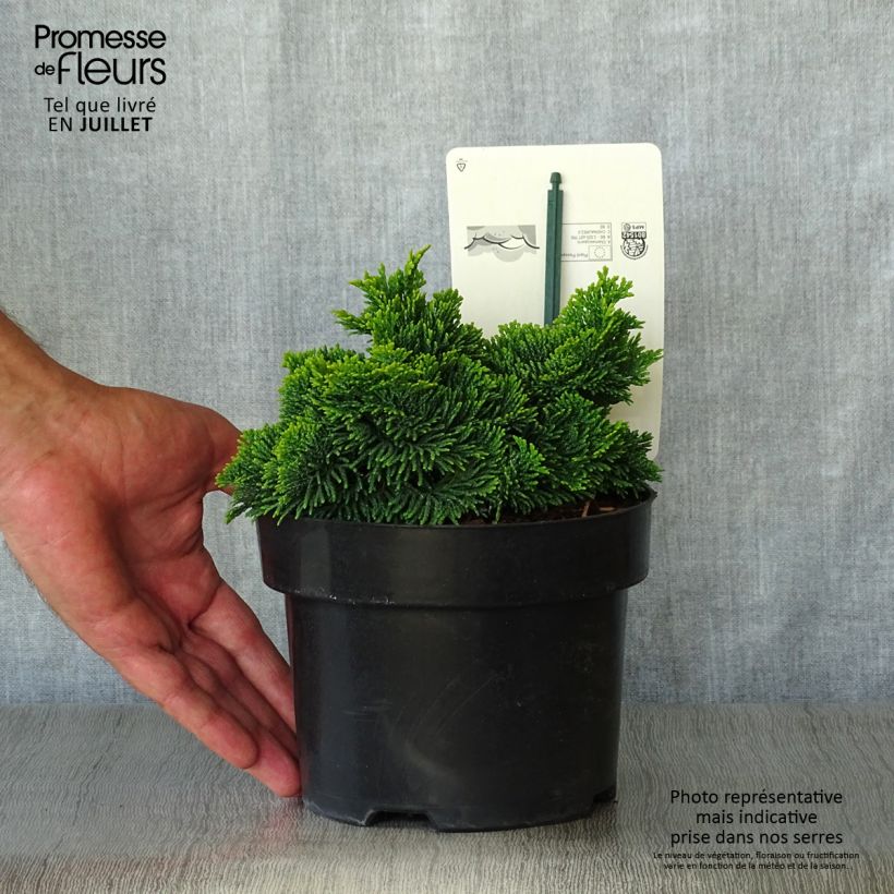 Esemplare di Chamaecyparis obtusa Nana Aurea - Cipresso di Hinoki Vaso da 2L/3L consegnato in estate