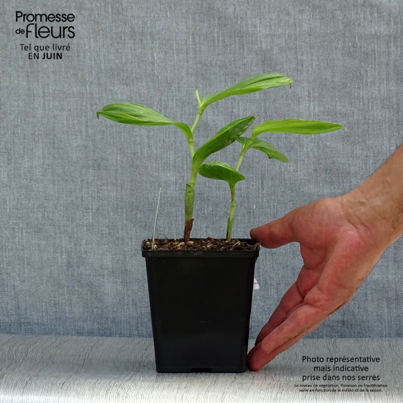 Esemplare di Cypripedium Pinkepank Vaso da 1L/1,5L consegnato in estate