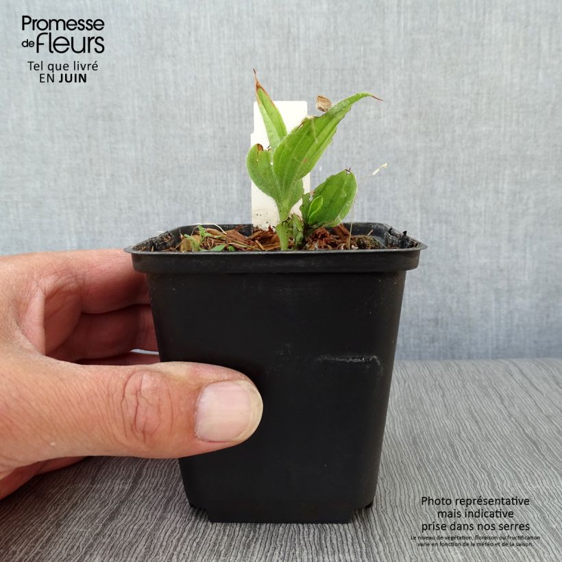 Esemplare di Cypripedium flavum Vasetto da 8/9 cm consegnato in estate
