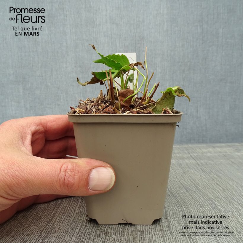 Cyrtomium falcatum - Felce falcata Vasetto da 8/9 cm esemplare consegnato in primavera