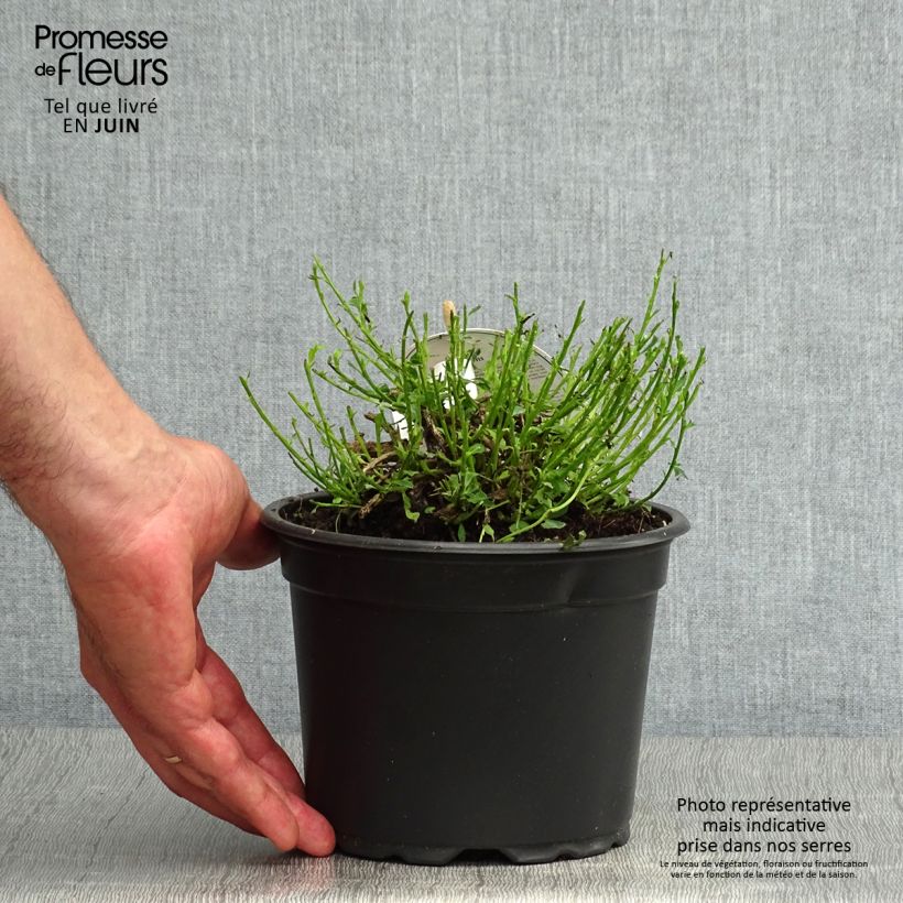 Esemplare di Cytisus decumbens Vaso da 2L/3L consegnato in estate