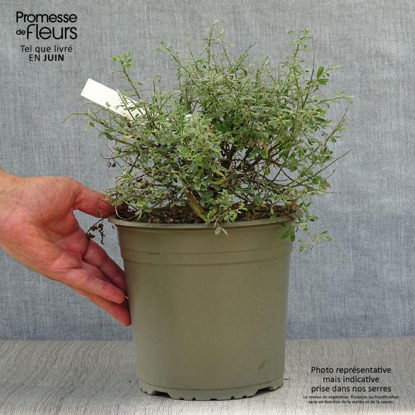 Esemplare di Cytisus spachiana Phebus - Ginestra Vaso da 4L/5L consegnato in estate